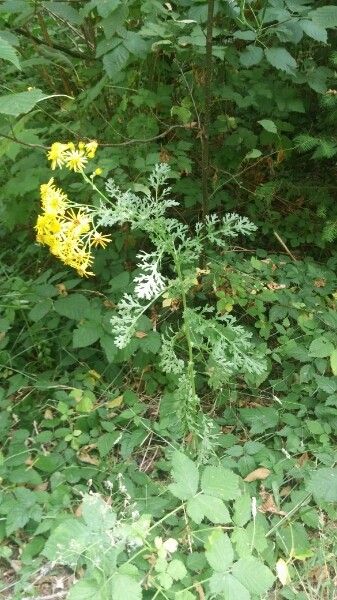 Senecio erucifolius habit