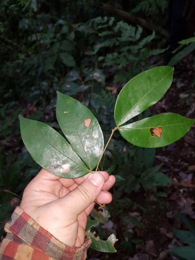 Cynometra retusa — houseplant care guide