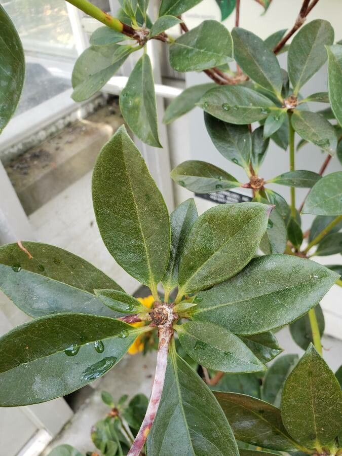 Rhododendron valentinianum leaf