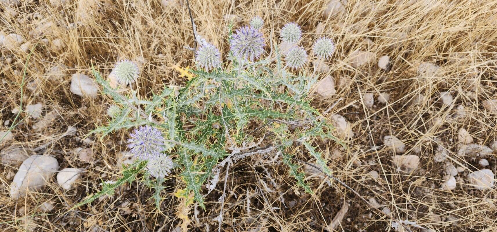 Echinops chardinii habit