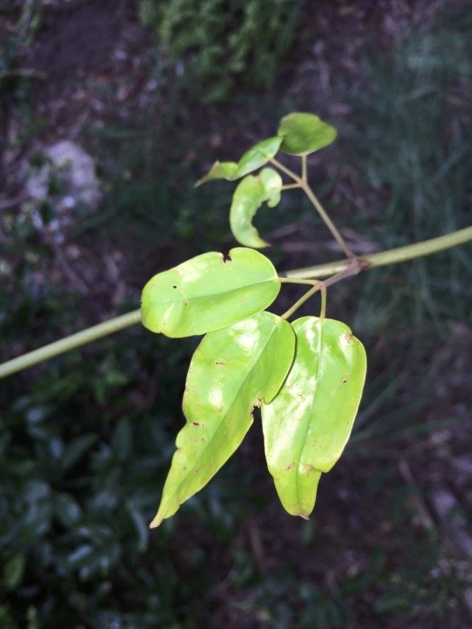 Jasminum didymum leaf