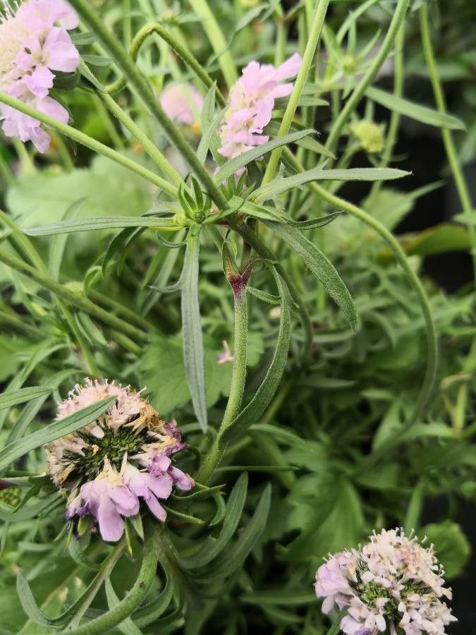 Scabiosa japonica — search result for 'Dominican Republic'