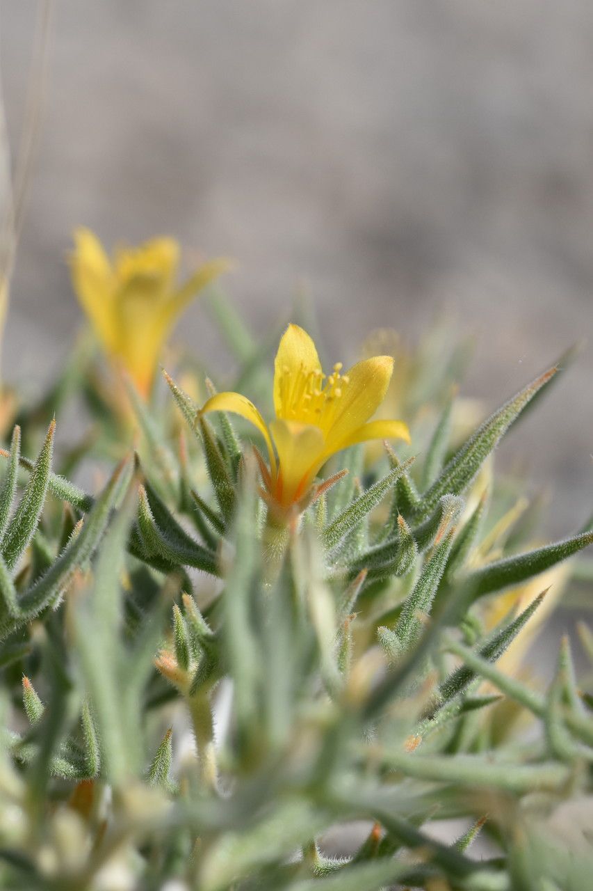 Mentzelia torreyi flower
