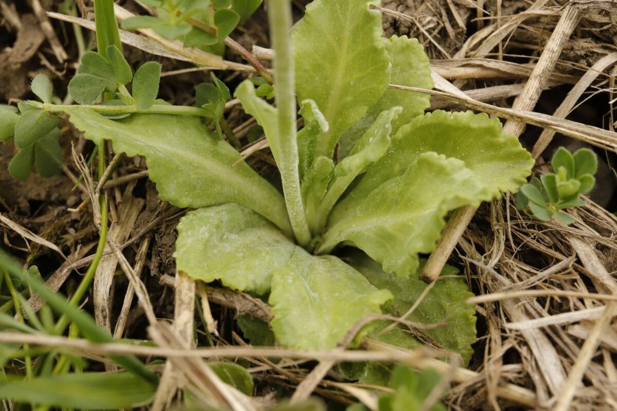 Primula farinosa leaf