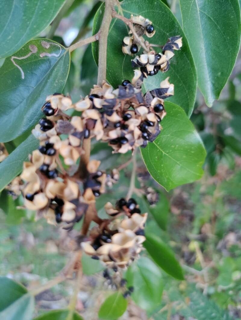 Colubrina arborescens fruit