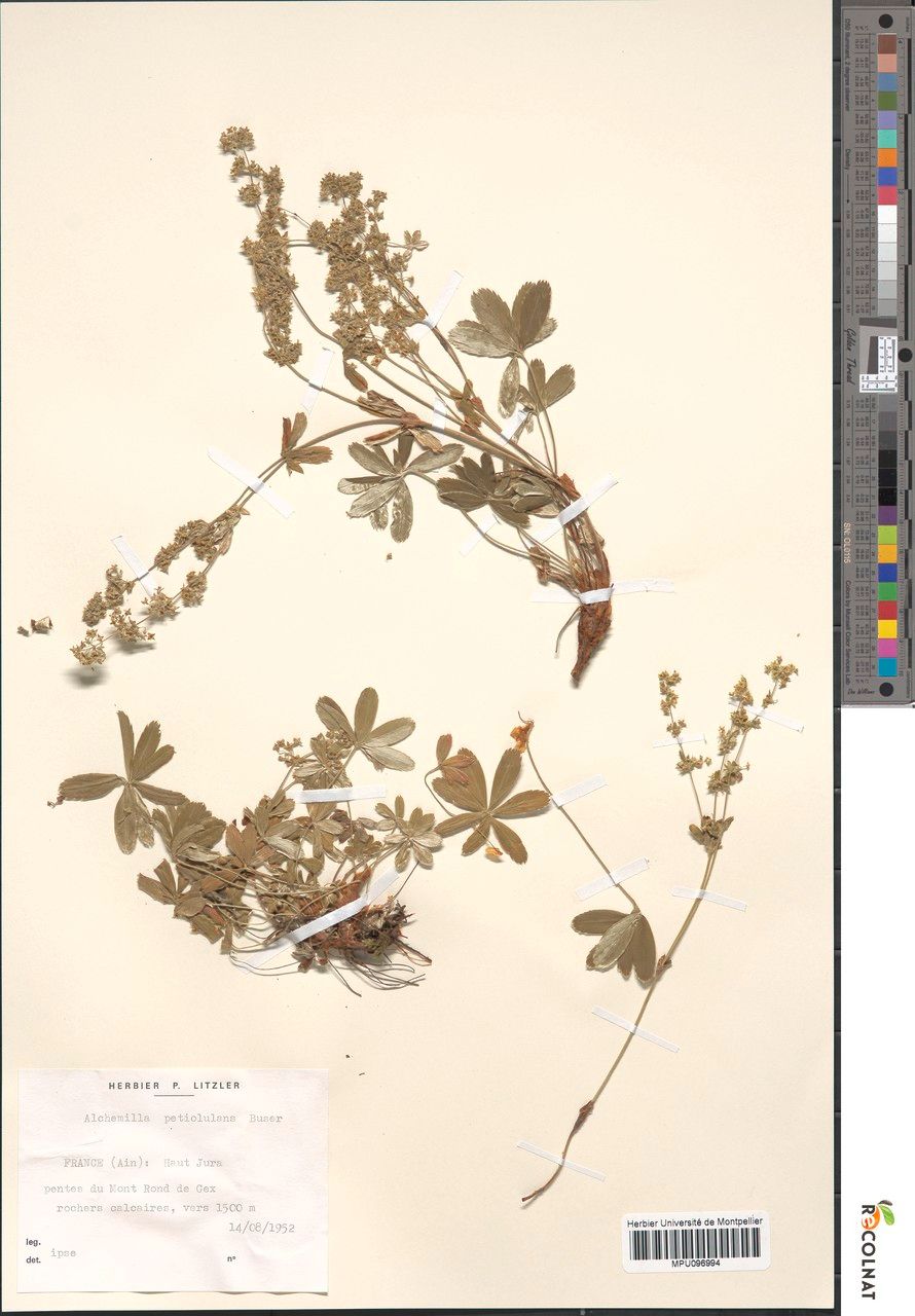 Alchemilla petiolulans other