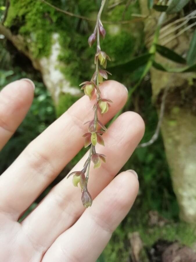 Epidendrum laucheanum flower