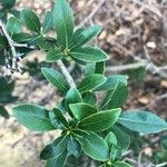 Pittosporum heterophyllum