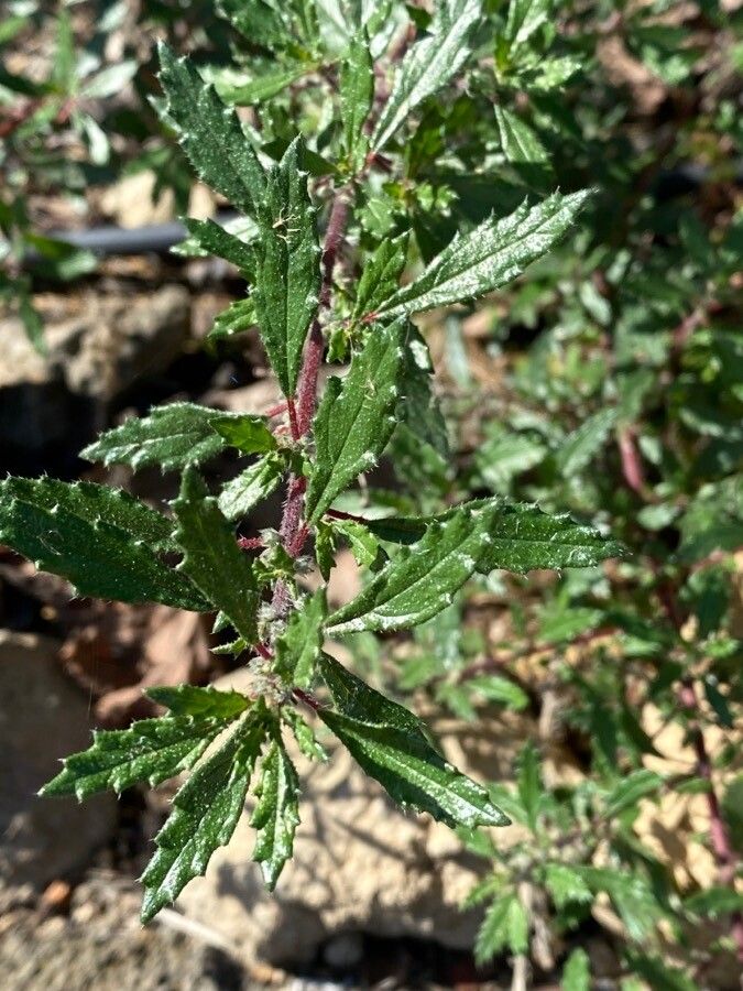 Forsskaolea angustifolia leaf