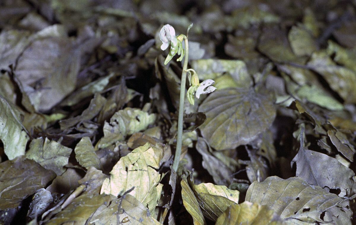 Epipogium aphyllum habit