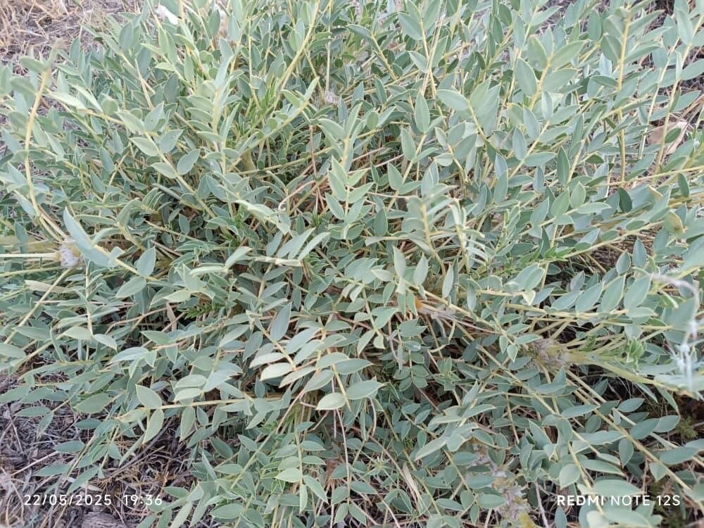 Astragalus macrocarpus — houseplant care guide