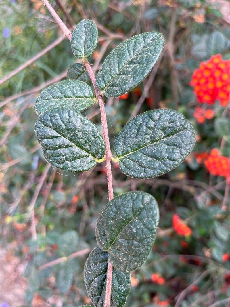 Rondeletia odorata leaf