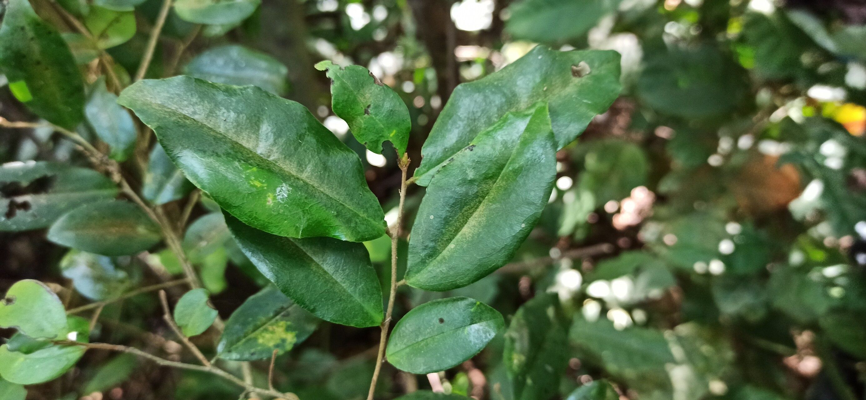 Diospyros ferrea — houseplant care guide