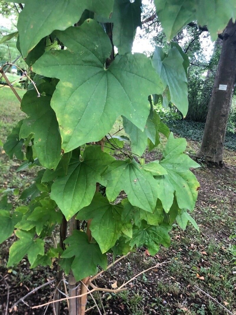 Dioscorea nipponica — search result for 'Dioscorea'