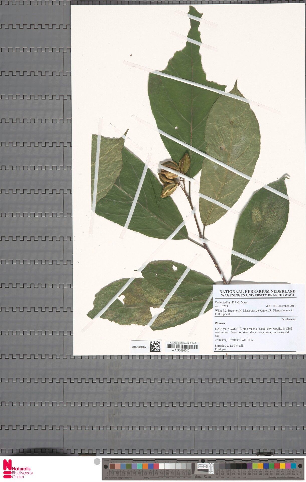 Rinorea campoensis — houseplant care guide