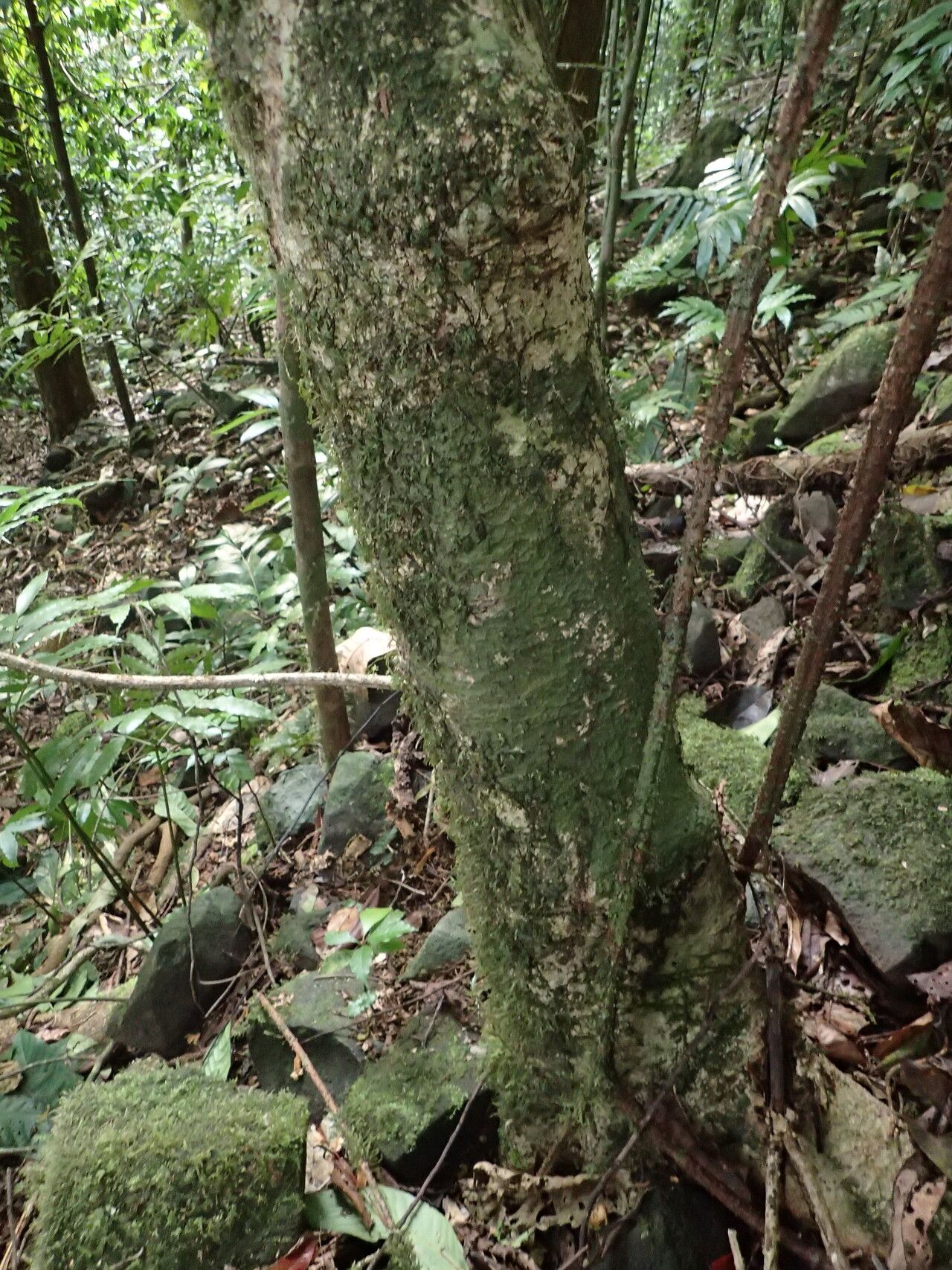 Casearia barteri bark