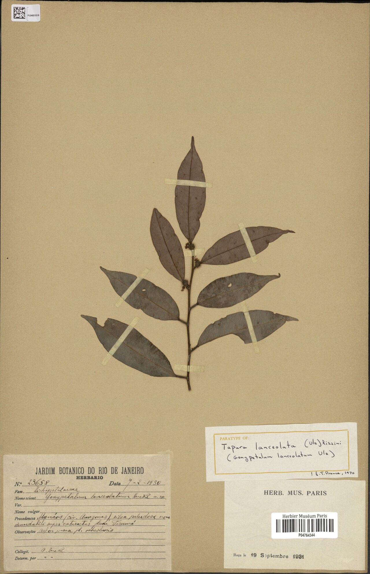 Tapura lanceolata — houseplant care guide