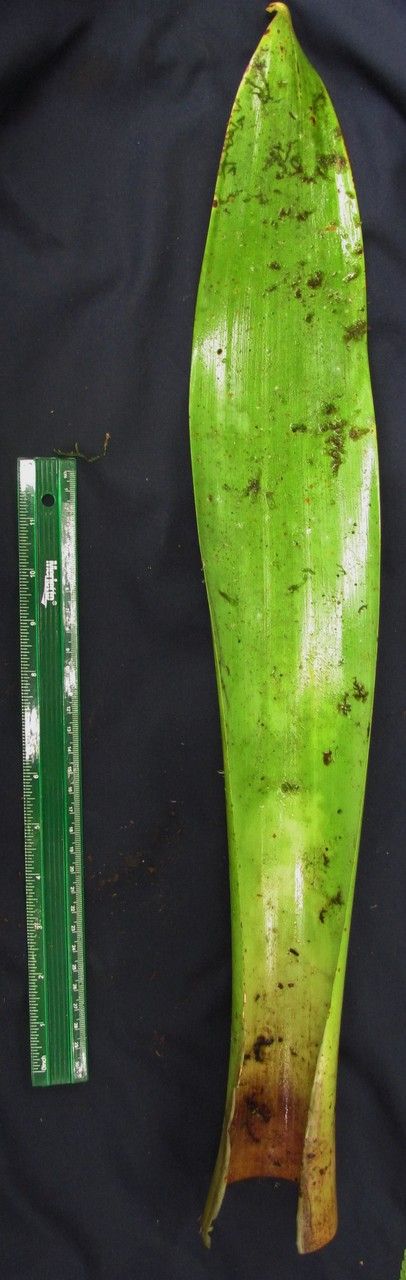 Werauhia werckleana — search result for 'El Salvador'