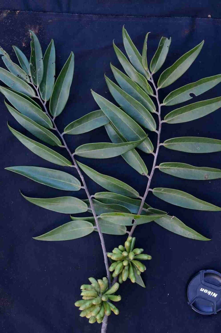 Xylopia aromatica fruit