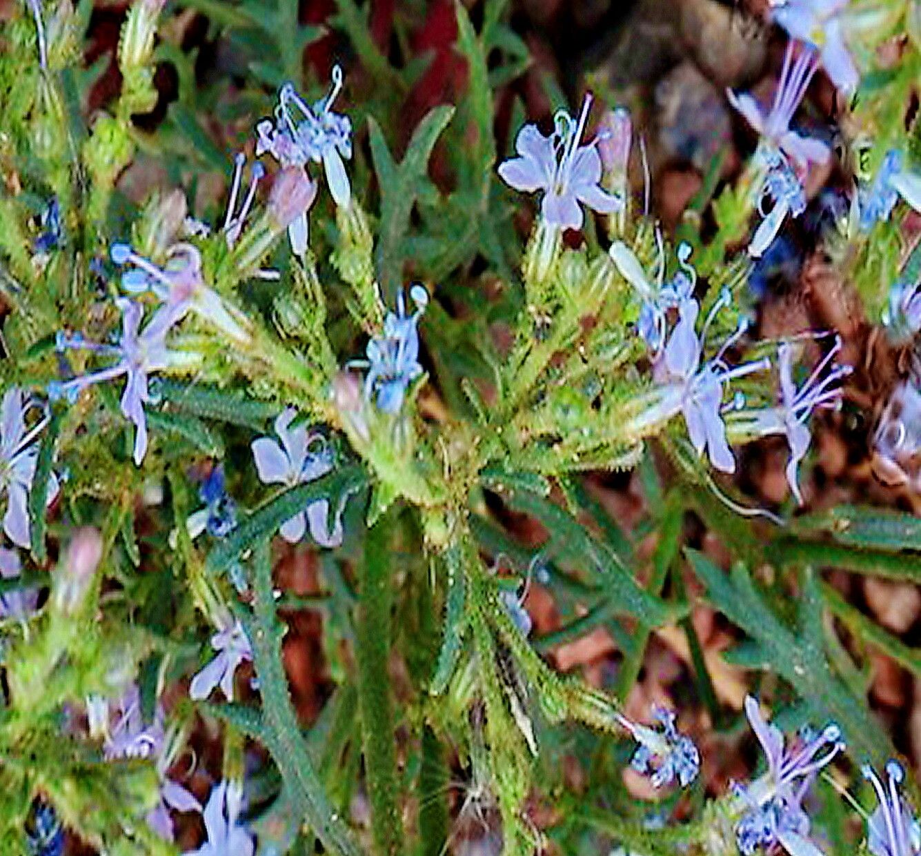 Aliciella pinnatifida — search result for 'Gilia'