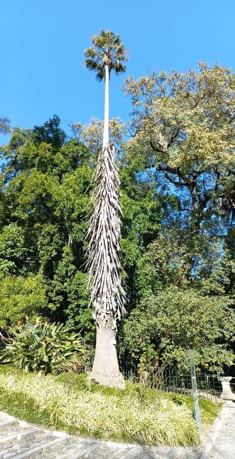 Pseudopanax ferox bark