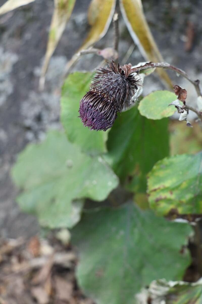 Synurus pungens flower