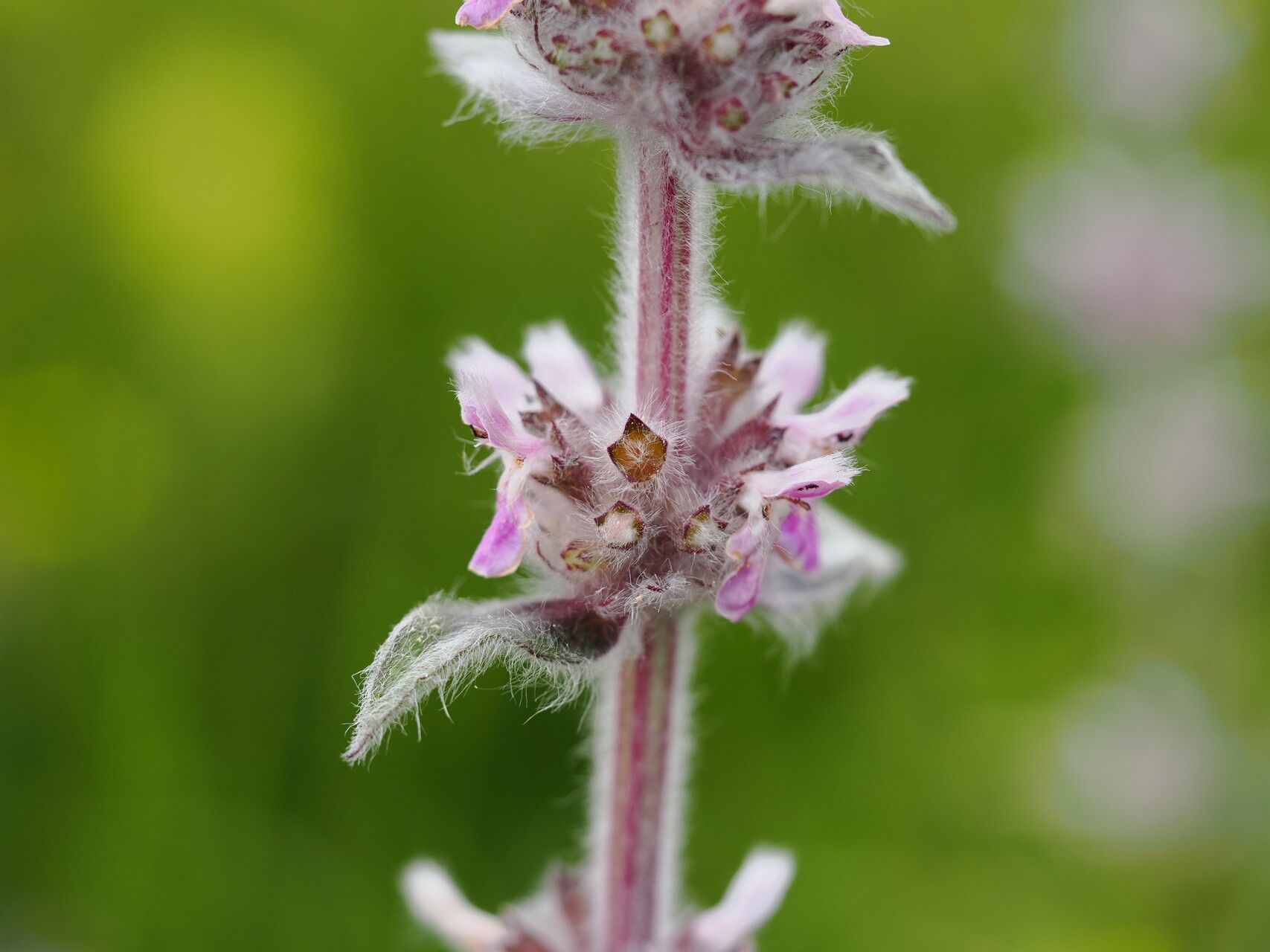 Stachys balansae flower