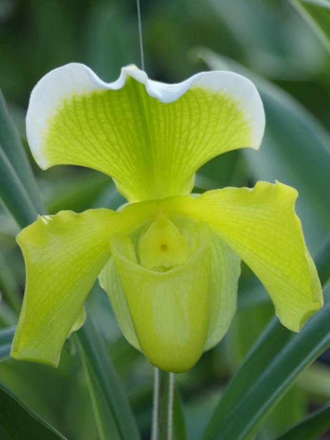Paphiopedilum barbigerum