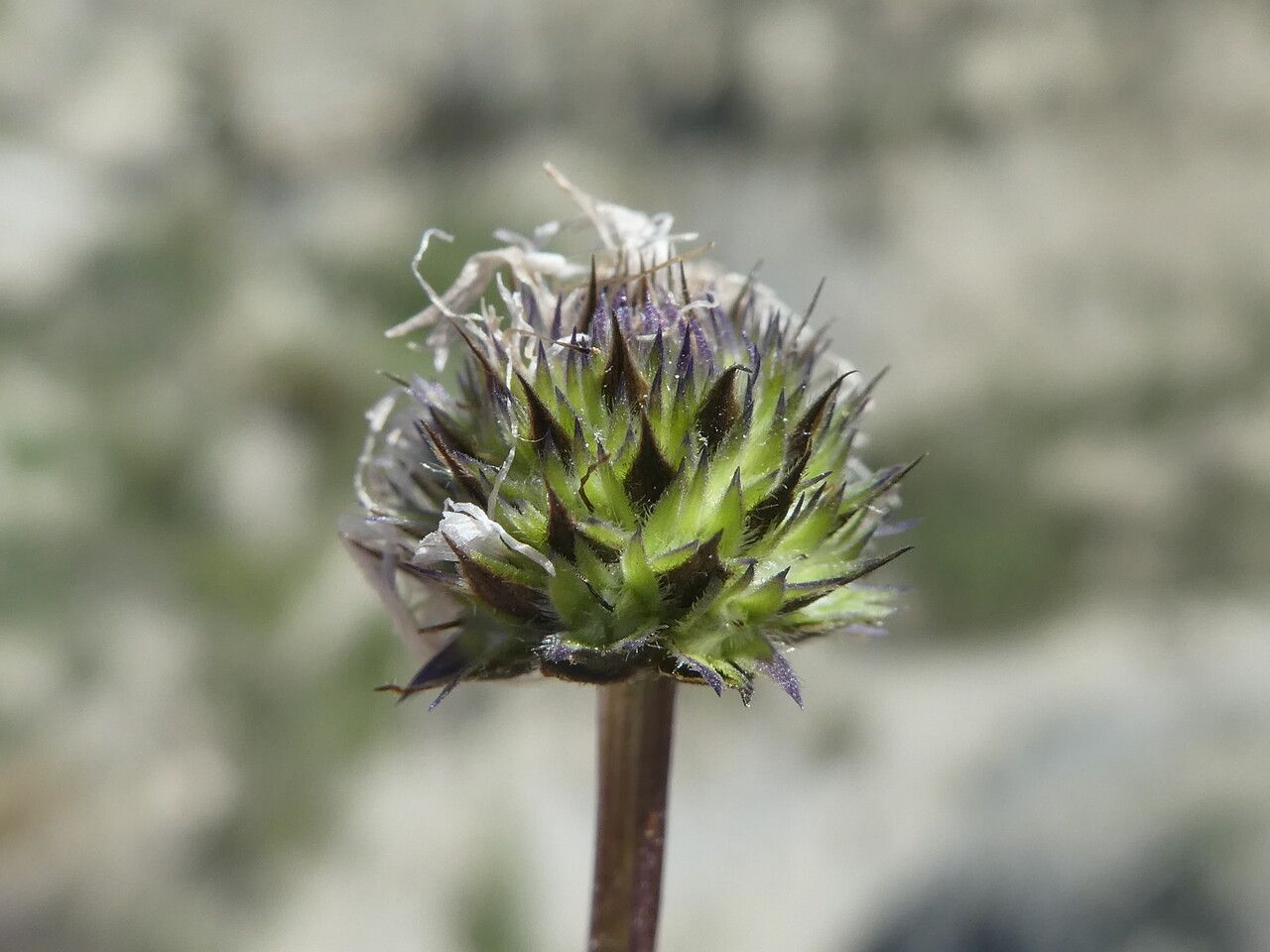 Globularia cordifolia fruit