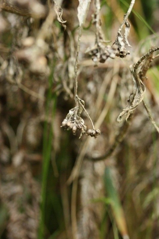 Helichrysum arnicoides fruit