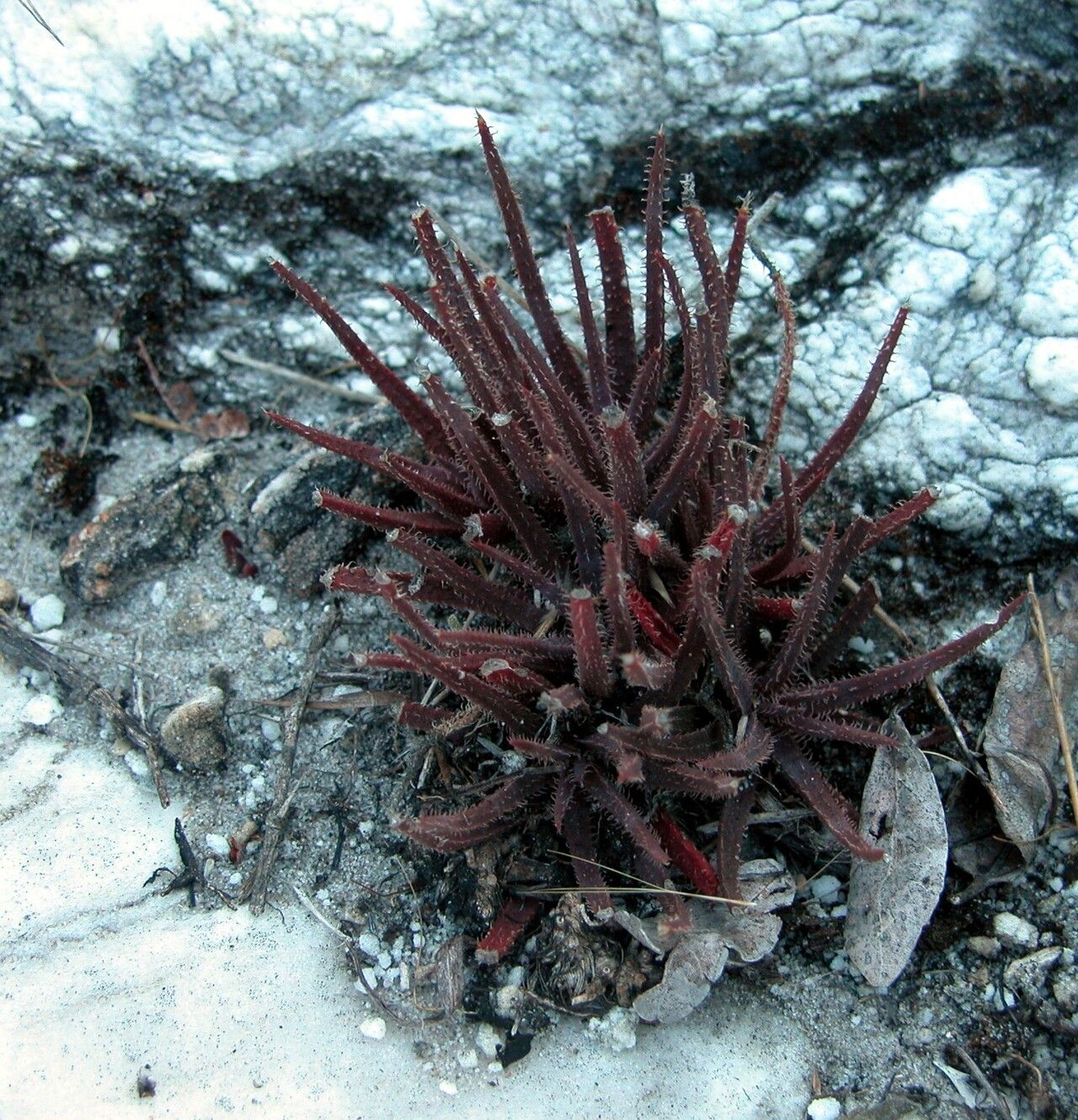 Aloe droseroides — houseplant care guide