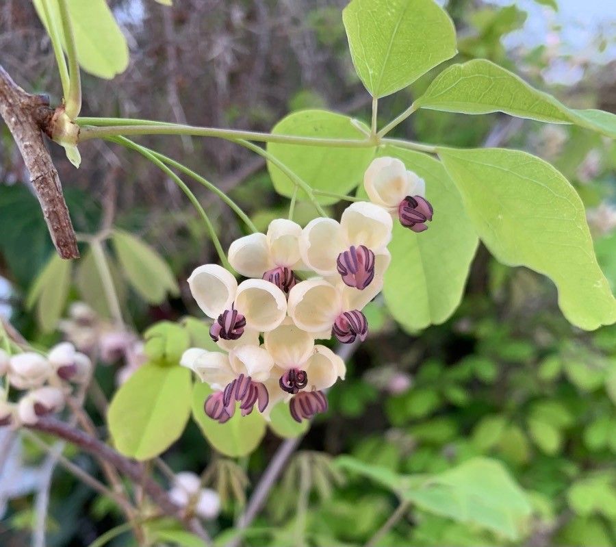 Akebia quinata flower