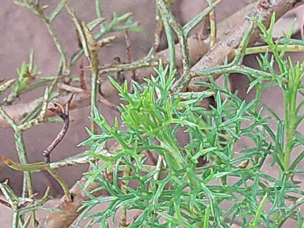Isopogon formosus leaf