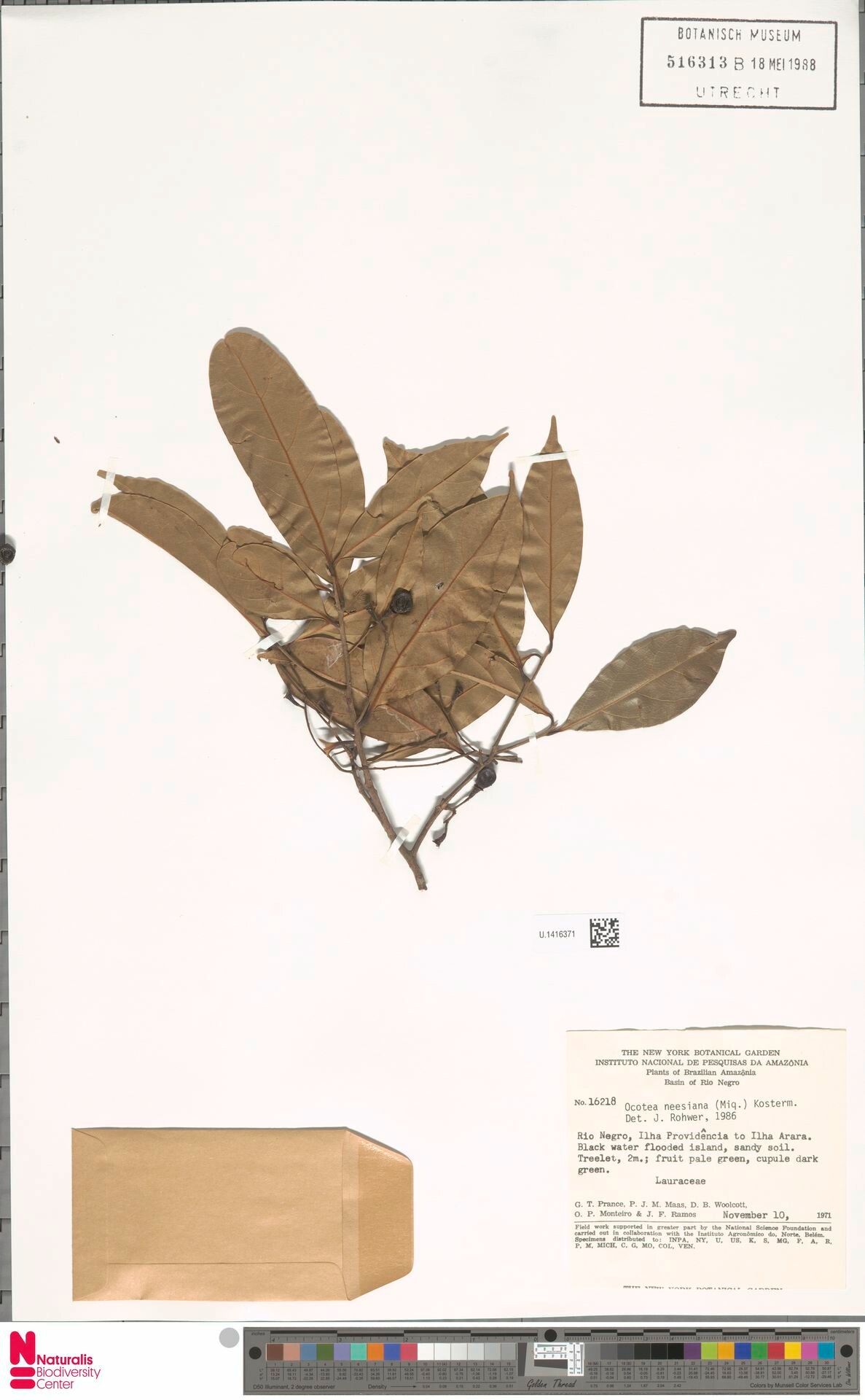 Ocotea neesiana fruit