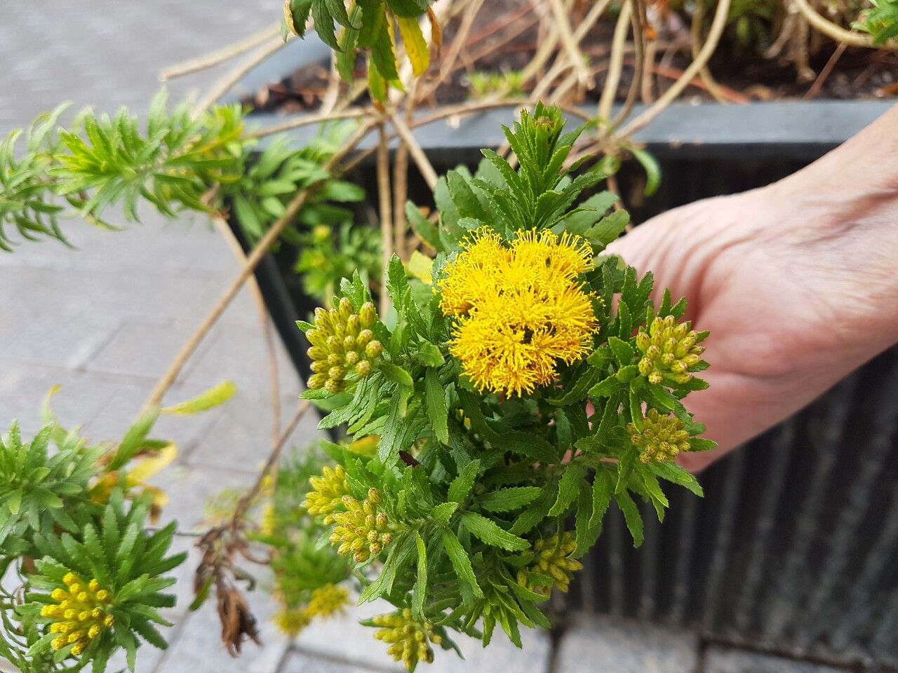 Allagopappus canariensis flower
