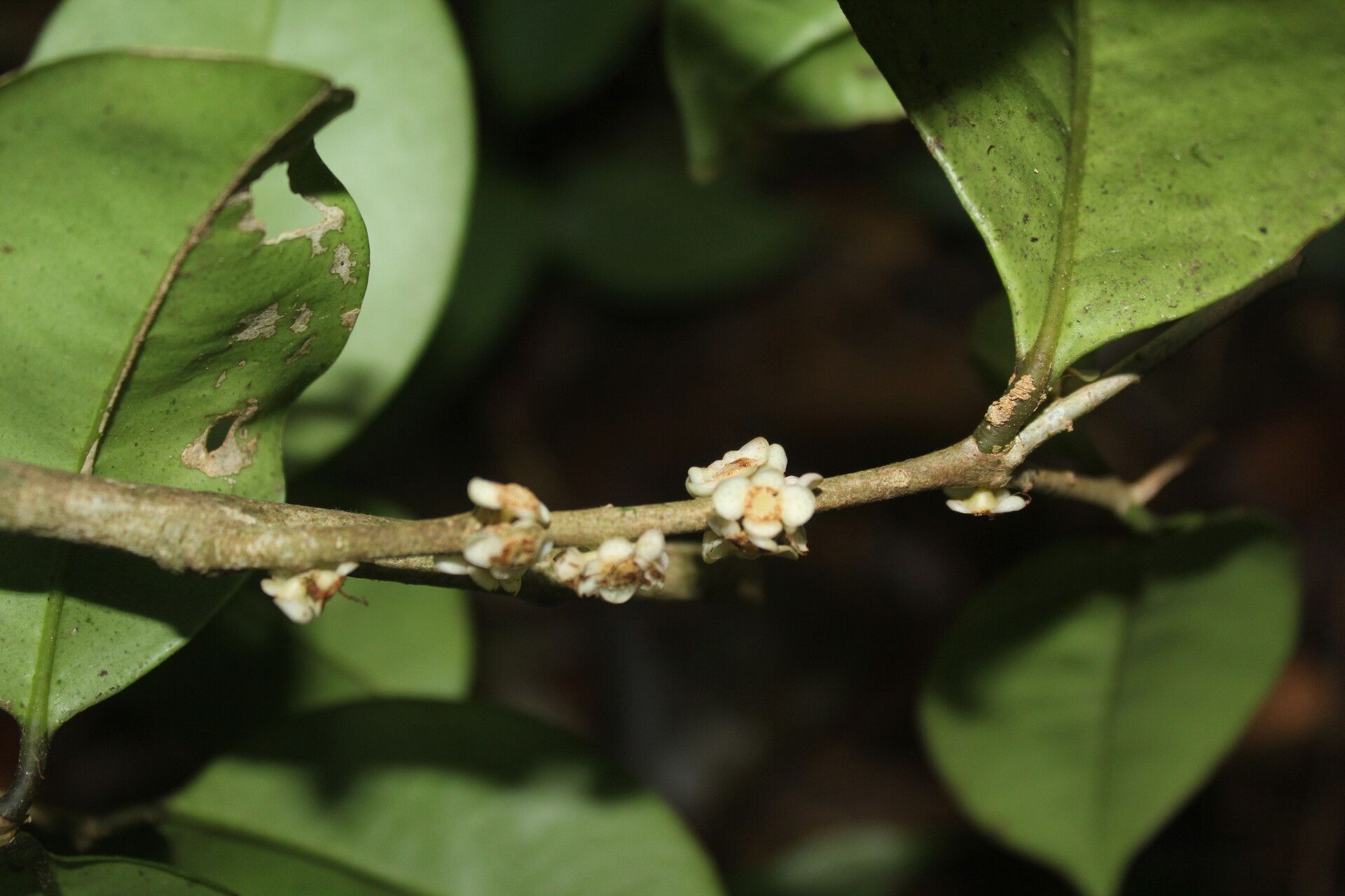Eugenia riosiae bark