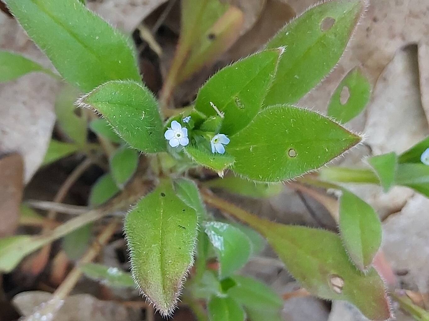 Myosotis sparsiflora leaf