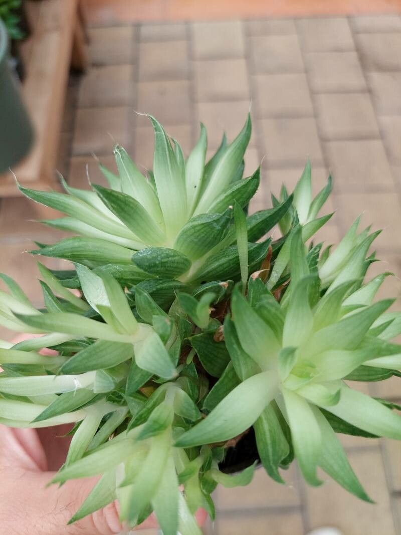 Haworthia batesiana
