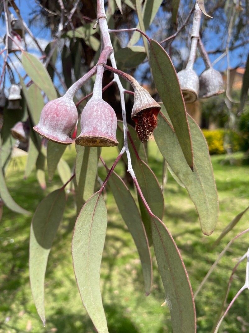 Eucalyptus caesia — search result for 'Eucalyptus'