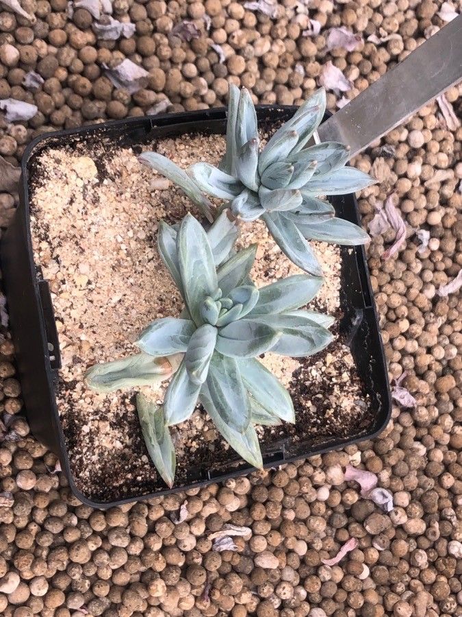 Kalanchoe millotii — difficulty difficulty houseplant