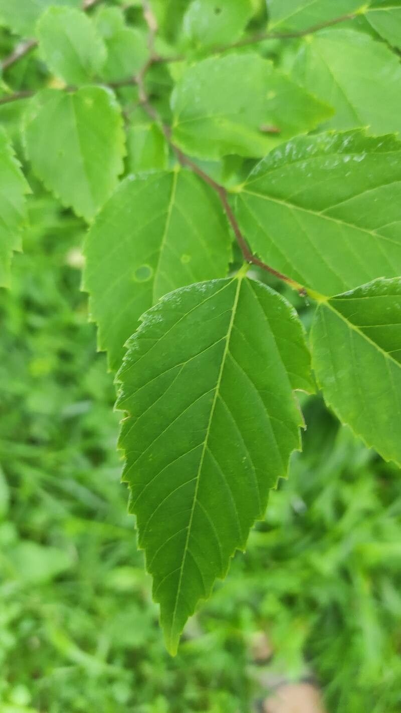 Aphananthe aspera leaf