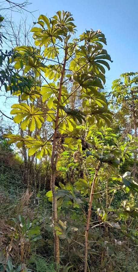 Cecropia pachystachya habit