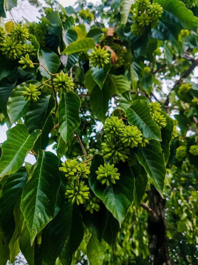 Camptotheca acuminata fruit