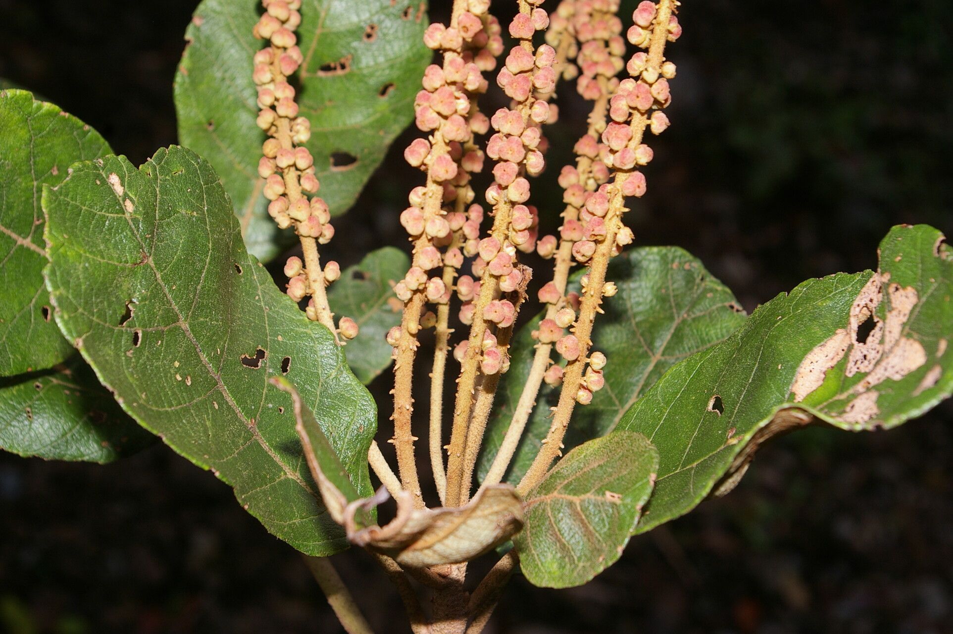 Clethra consimilis habit