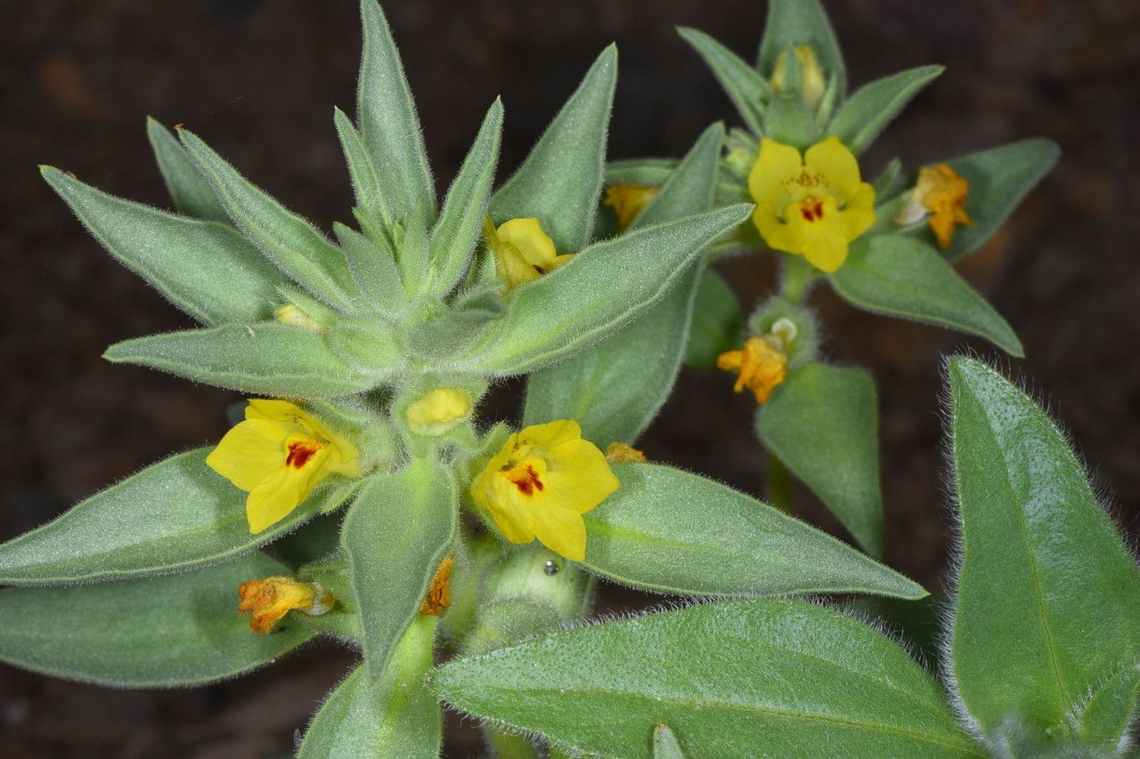Mohavea breviflora flower