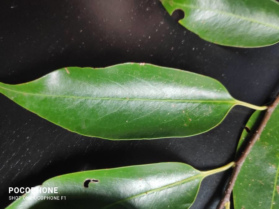 Prunus myrtifolia — houseplant care guide