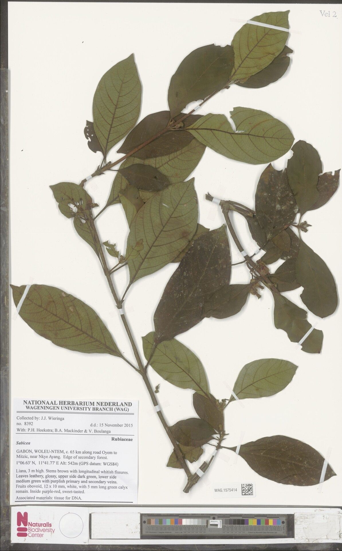 Sabicea caminata — houseplant care guide