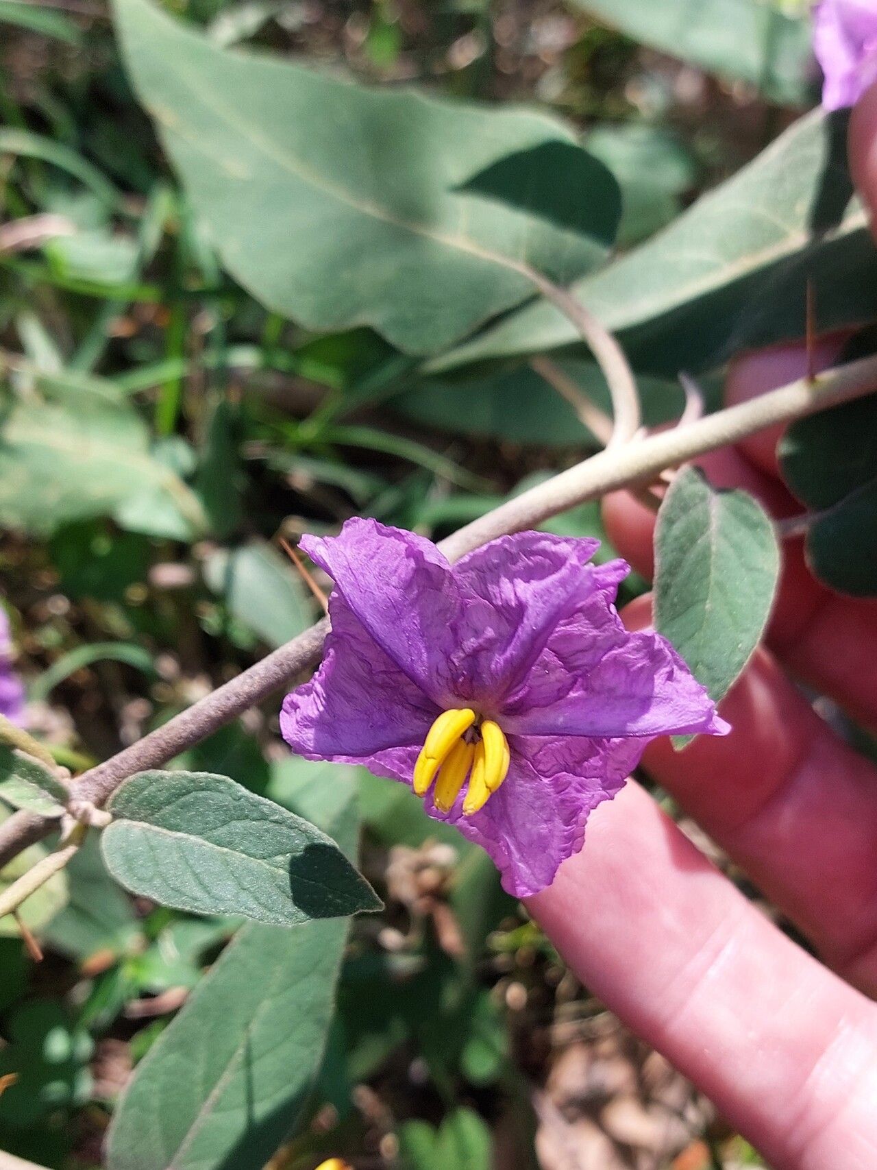 Solanum celatum flower