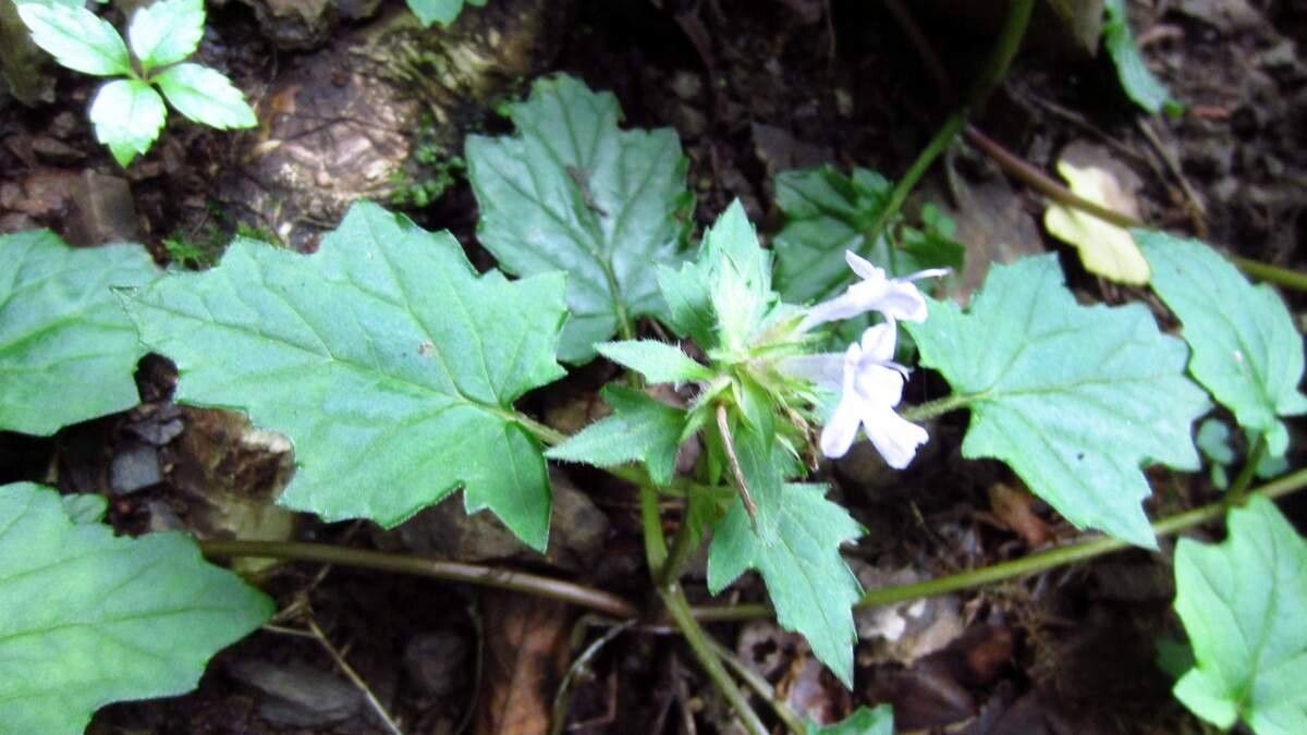 Ajuga japonica — search result for 'Ajuga'