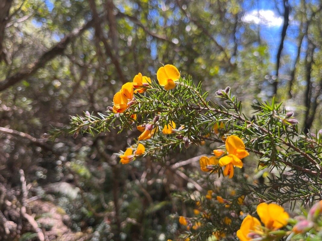Dillwynia glaberrima flower